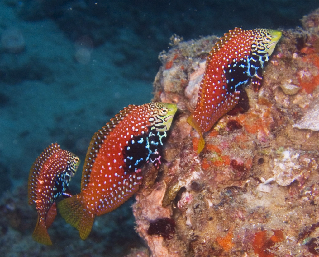 Macropharyngodon bipartitus (bipartitus Vermiculate)